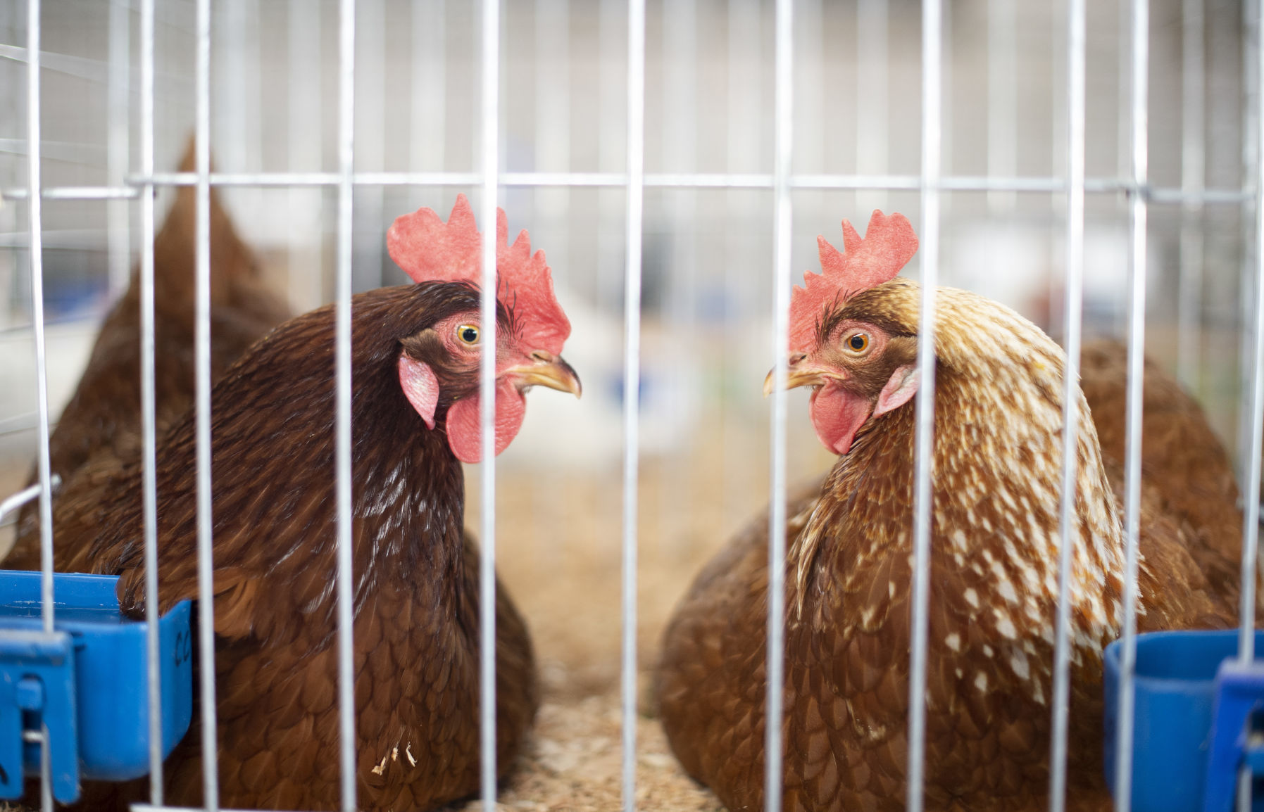 Coos County Fair